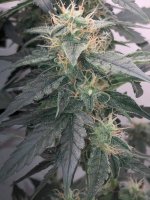 30.07.25 (4) — копия.jpg