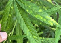 Leaf-Septoria.jpg Leaf-Septoria.jpg