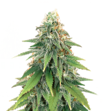 1755867743659.png 1755867743659.png