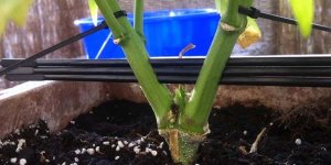 split-stem2.jpg split-stem2.jpg