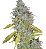 1756221693330.png 1756221693330.png