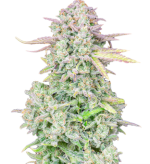 1756221711445.png 1756221711445.png