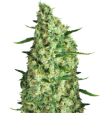 1756221727086.png 1756221727086.png