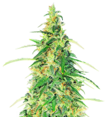 1756312492293.png 1756312492293.png