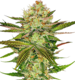 1756369859445.png 1756369859445.png