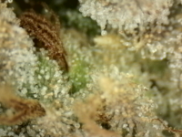 Photo_2025-08-31 07_57_59_538.png