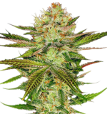 1756819556772.png 1756819556772.png