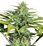 1756819577307.png 1756819577307.png