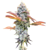 1756900186291.png 1756900186291.png