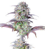 1757335316125.png 1757335316125.png