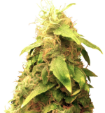 1757335352456.png 1757335352456.png