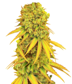 1757356384226.png 1757356384226.png