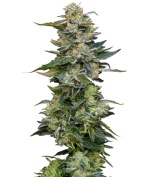 1757356407330.png 1757356407330.png