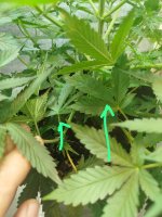 Изображение WhatsApp 2025-09-09 в 16.47.11_9846b589.jpg