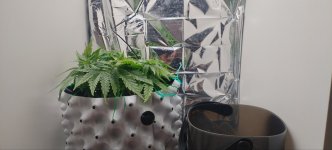 IMG_20250913_130439_350.jpg IMG_20250913_130439_350.jpg