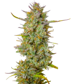 1758302869186.png 1758302869186.png