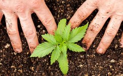 kachestvennaya-pochva__TrfSOdGWBkuEhd3f.jpg kachestvennaya-pochva__TrfSOdGWBkuEhd3f.jpg