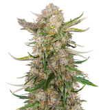 1758546652771.png 1758546652771.png