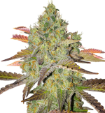 1758546668042.png 1758546668042.png