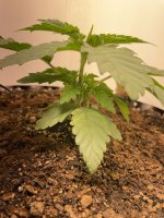 IMG_0622.jpeg IMG_0622.jpeg