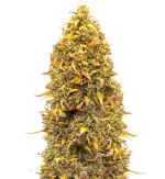 1758623409019.png 1758623409019.png