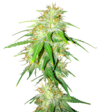 1758623437793.png 1758623437793.png