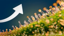 uvelichenie-chisla-trihom-u-konopli__EYHFRcGBoMdybFf9.jpg uvelichenie-chisla-trihom-u-konopli__EYHFRcGBoMdybFf9.jpg