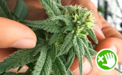 izbegajte-prikosnovenij-k-socvetiyam__gFLwVWJDkDb6XxE4.jpg izbegajte-prikosnovenij-k-socvetiyam__gFLwVWJDkDb6XxE4.jpg