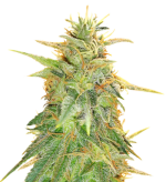 1758630158569.png 1758630158569.png