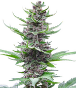 1758725508223.png 1758725508223.png