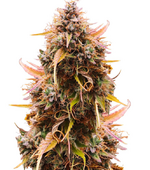 1758746610184.png 1758746610184.png