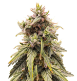 1758806284720.png 1758806284720.png