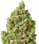 1759144515555.png 1759144515555.png