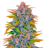 1759302694210.png 1759302694210.png