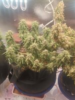 IMG20251004174544.jpg IMG20251004174544.jpg