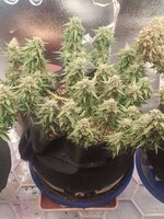 IMG20251005163338.jpg IMG20251005163338.jpg