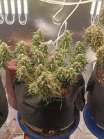 IMG20251007175413.jpg IMG20251007175413.jpg