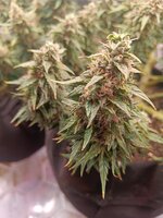 IMG20251007181154.jpg IMG20251007181154.jpg