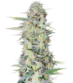 1760045218157.png 1760045218157.png