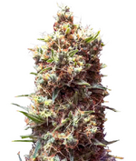 1760045240480.png 1760045240480.png