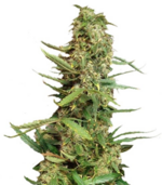 1760094096013.png 1760094096013.png