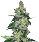 1760094504575.png 1760094504575.png