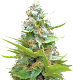 1760095092562.png 1760095092562.png