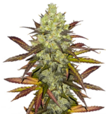 1760183244448.png 1760183244448.png