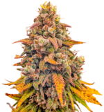 1760183258145.png 1760183258145.png