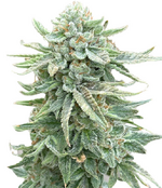 1760613717372.png 1760613717372.png