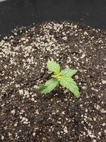 IMG_20251019_225743.jpg IMG_20251019_225743.jpg