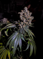 1760988005820.png 1760988005820.png