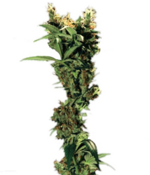 1761488565419.png 1761488565419.png