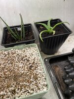 IMG_1259.jpeg IMG_1259.jpeg